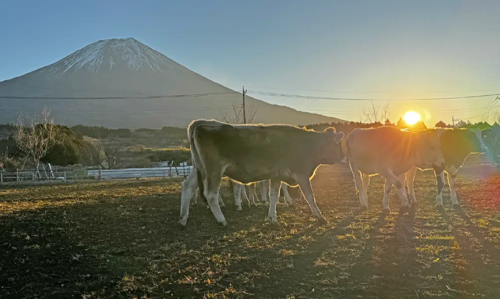初日の出に照らされた牛さん達