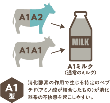 A1ミルク（通常のミルク）