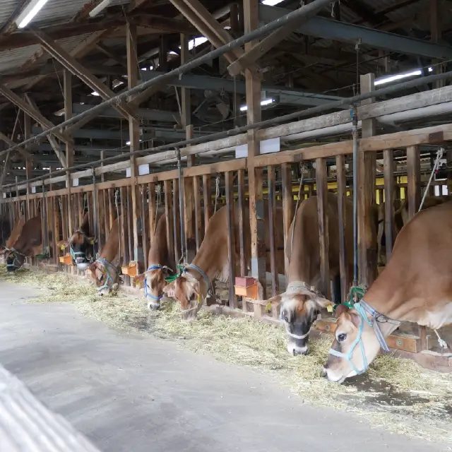 いでぼく感謝祭　牛舎の画像