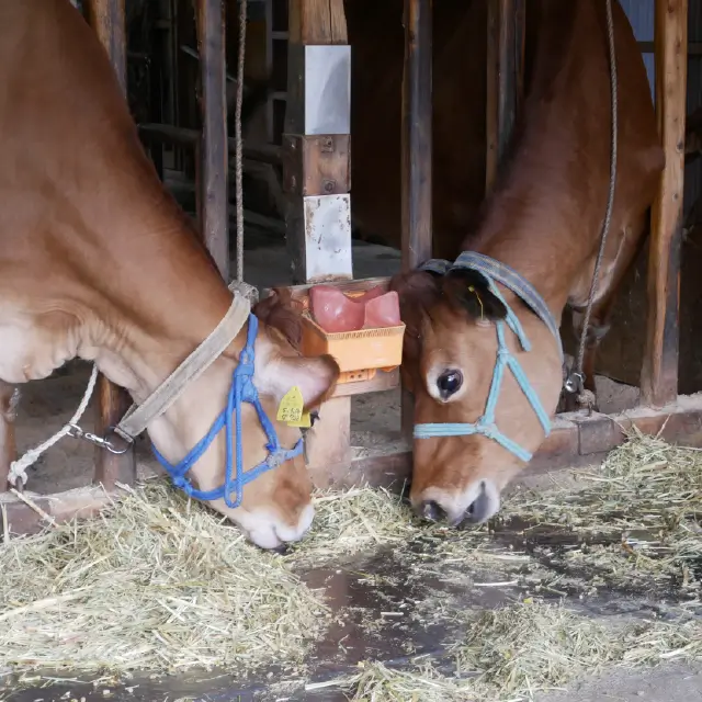 いでぼく感謝祭　牛舎の画像